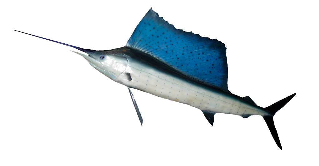 Swordfish Transparent PNG Image