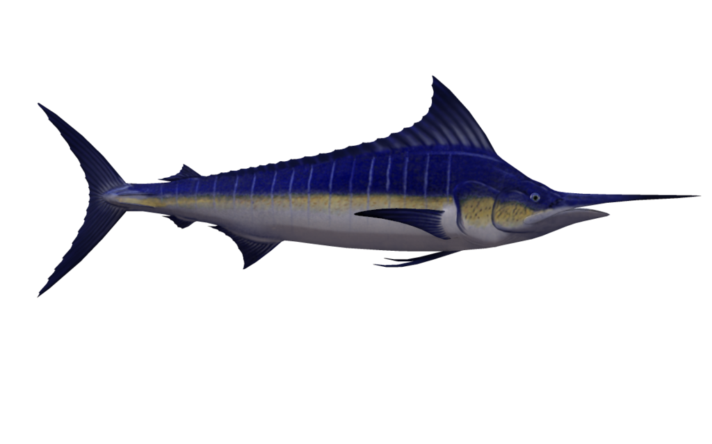 Swordfish Transparent PNG Image