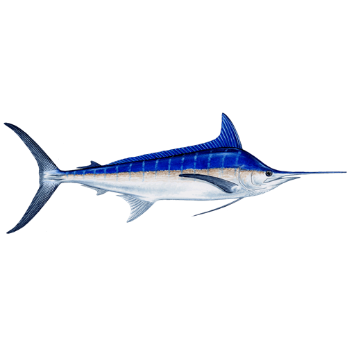 Swordfish Transparent PNG Image