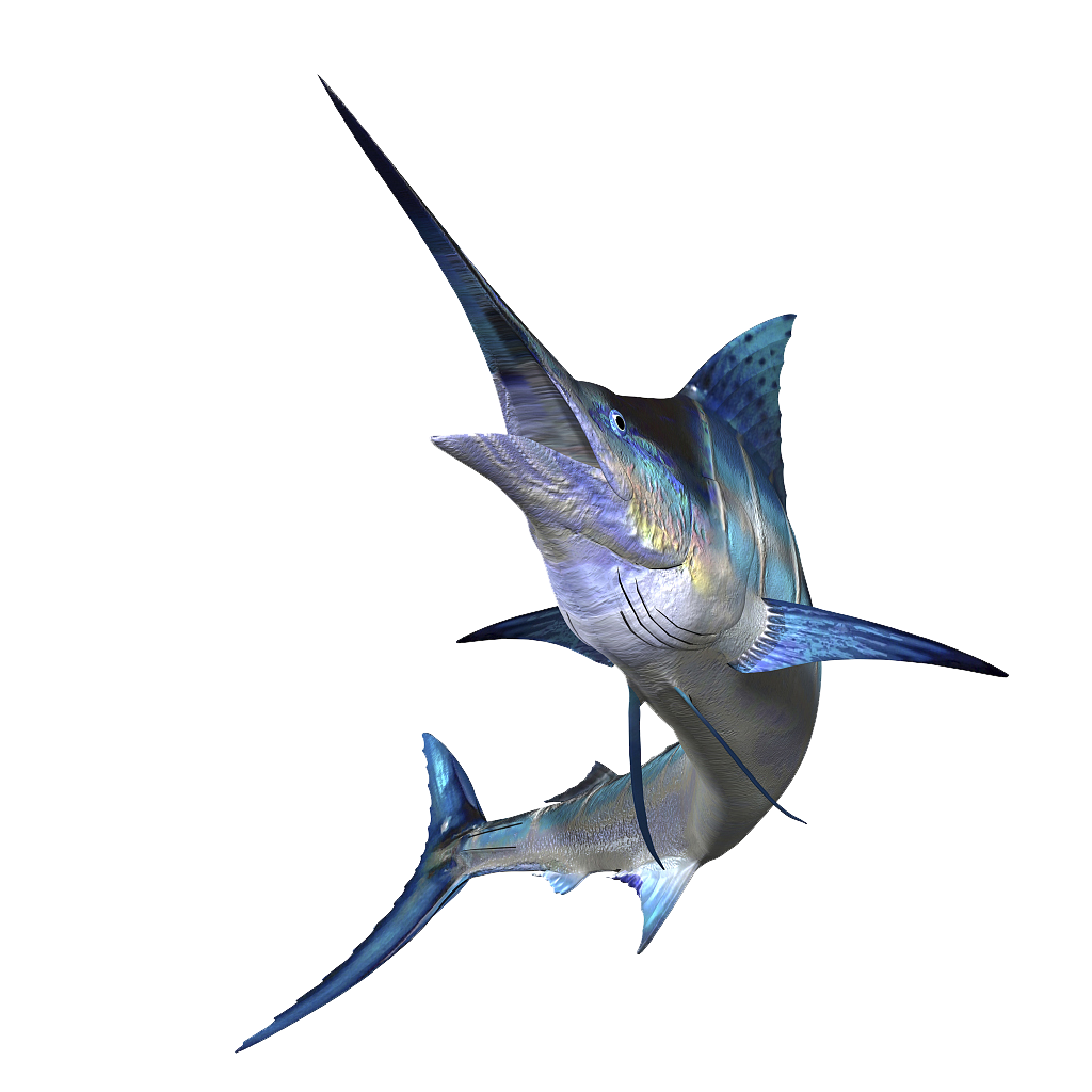 Swordfish Transparent PNG Image
