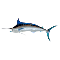 Swordfish picture PNG