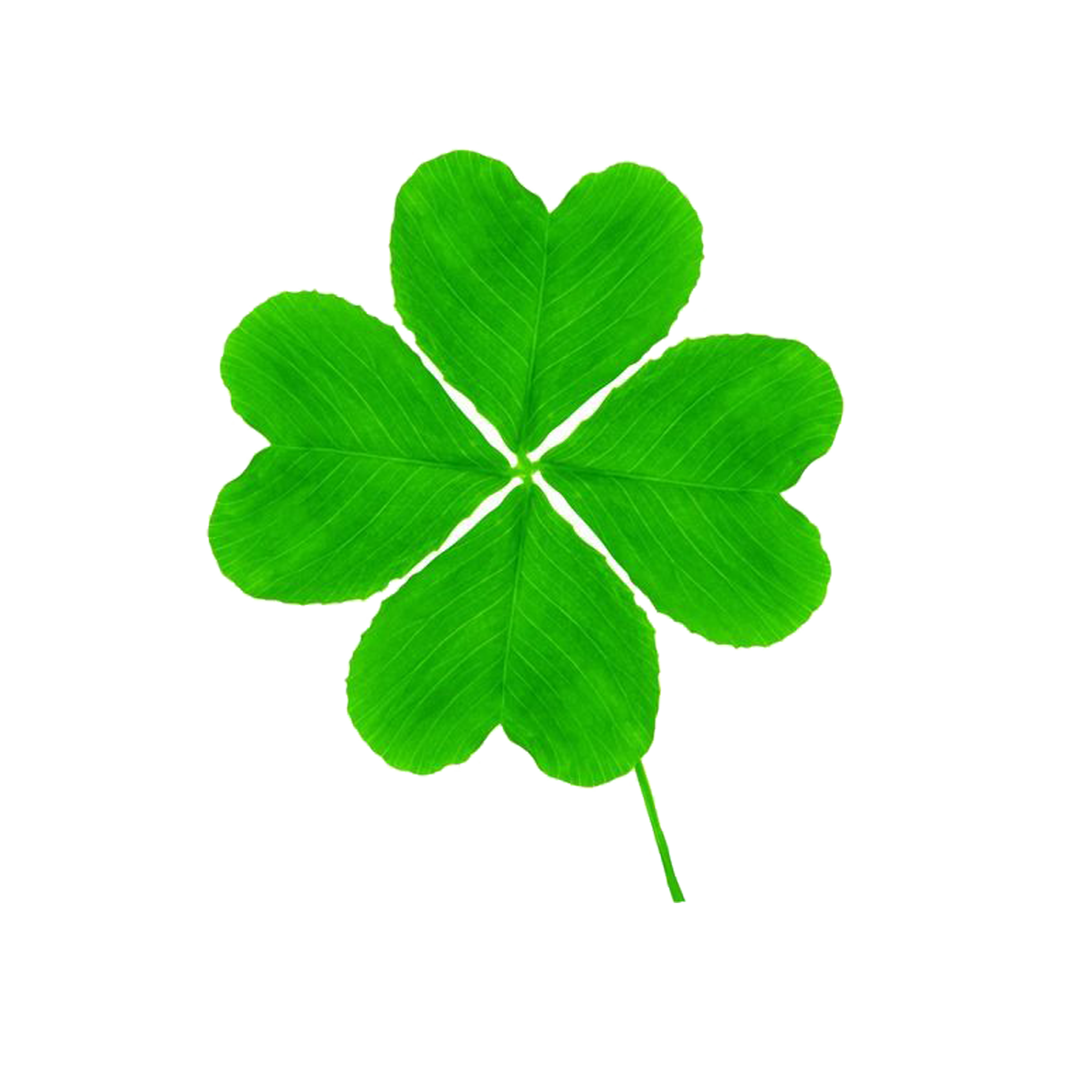 Clover Plant Leaf Fourleaf PNG Free Photo PNG Image