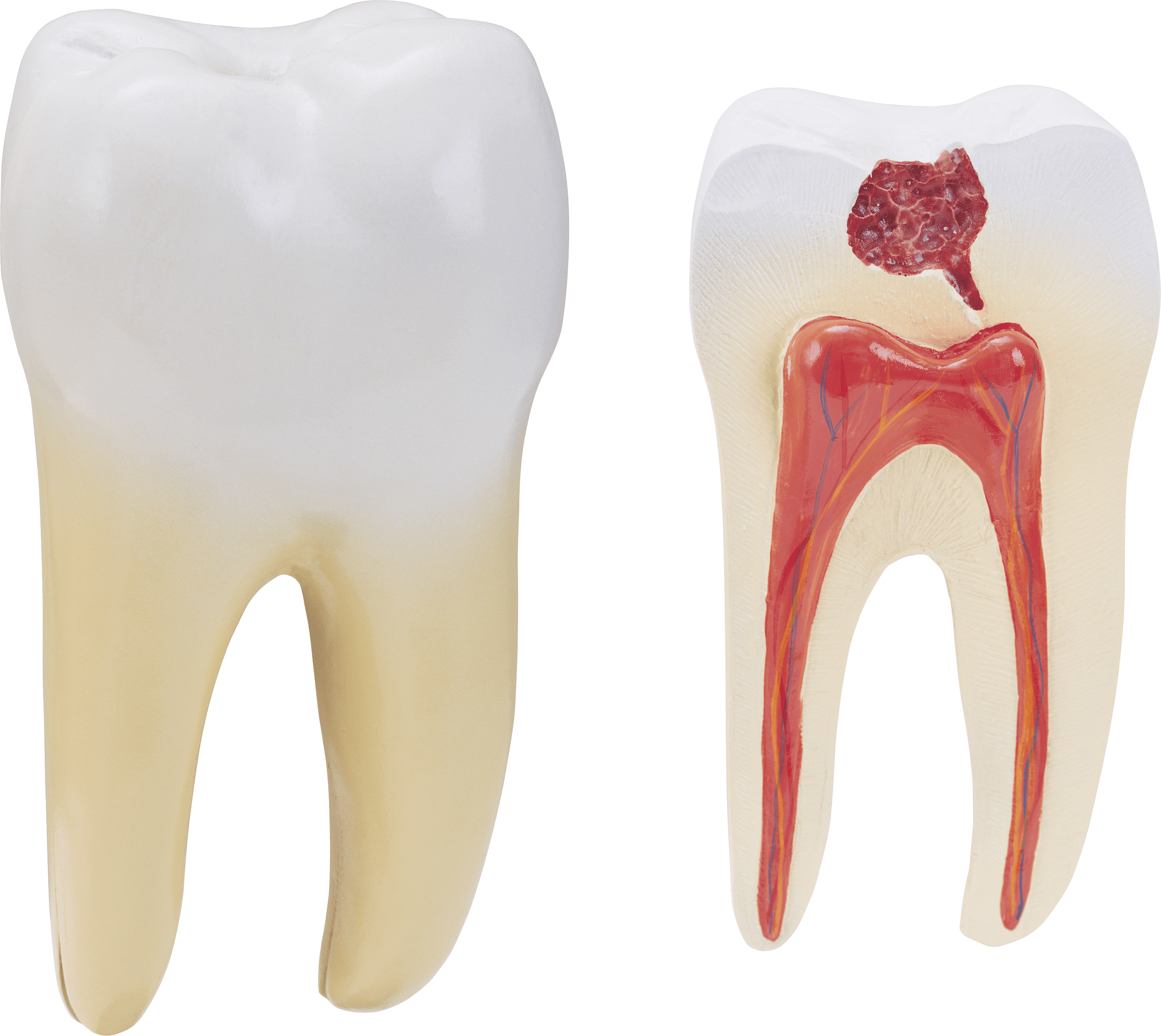 Tooth Png Image PNG Image