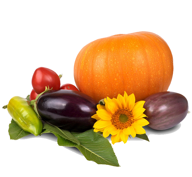 Thanksgiving Pumpkin Image PNG Image