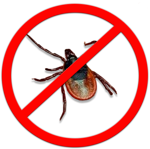 Tick insect Transparent PNG Image
