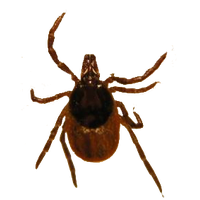 Tick insect