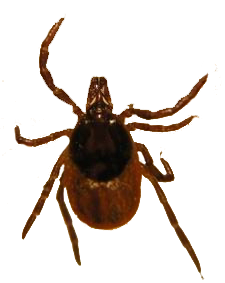 Tick insect Transparent PNG Image