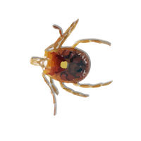 Tick insect PNG