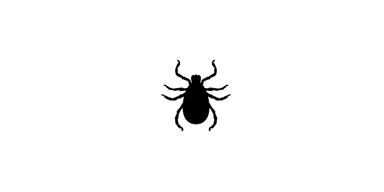 Tick insect Transparent PNG Image
