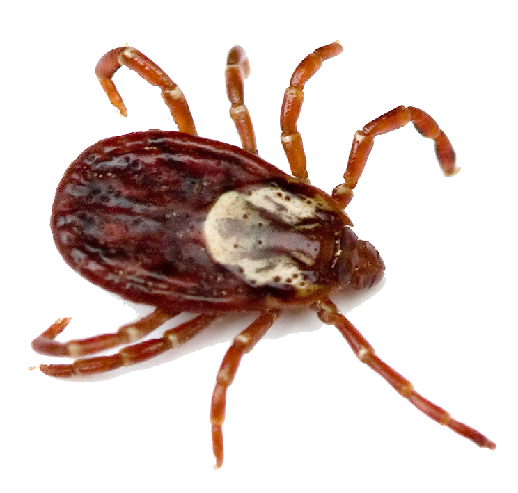Tick insect Transparent PNG Image