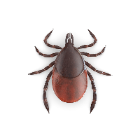 Tick insect PNG