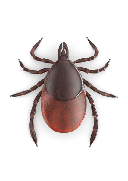 Tick insect Transparent PNG Image