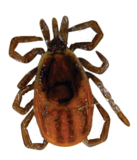 Tick insect Transparent PNG Image