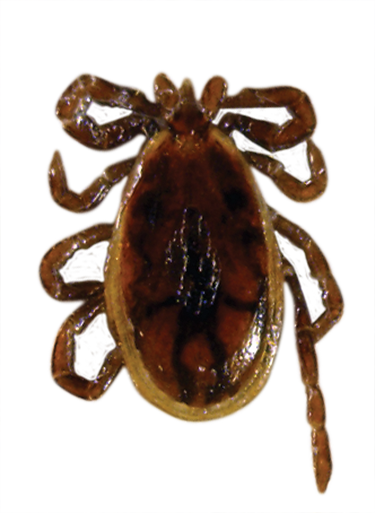 Tick insect Transparent PNG Image