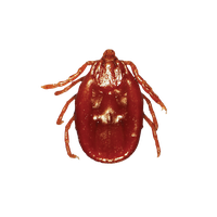 Tick insect PNG