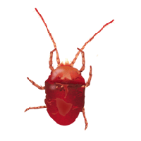 Tick insect PNG