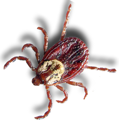 Tick insect Transparent PNG Image