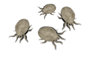 Tick insect Transparent PNG Image
