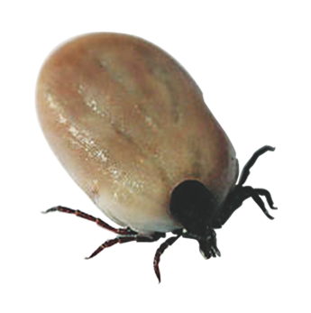 Tick insect Transparent PNG Image