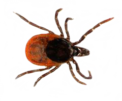 Tick insect Transparent PNG Image