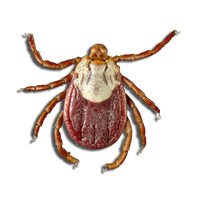 Tick insect PNG