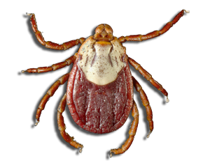 Tick insect Transparent PNG Image