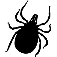 Tick insect PNG