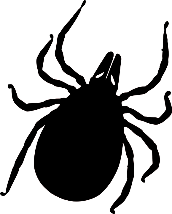 Tick insect Transparent PNG Image