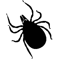 Tick insect PNG