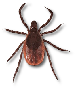 Tick insect Transparent PNG Image