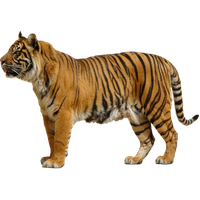 Download Tiger Free PNG photo images and clipart | FreePNGImg