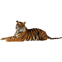 Image - Paws Detroit Tigers PNG Image  Transparent PNG Free Download on  SeekPNG