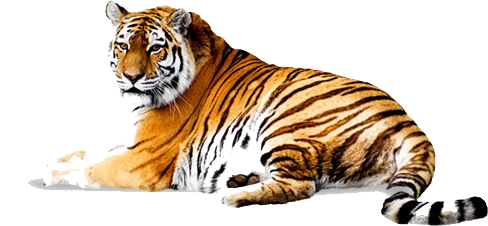 Tiger Picture PNG Image