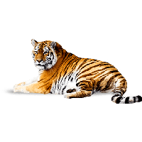 Download Tiger Png File HQ PNG Image | FreePNGImg