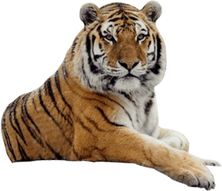 Tiger Png Image Download Tigers PNG Image
