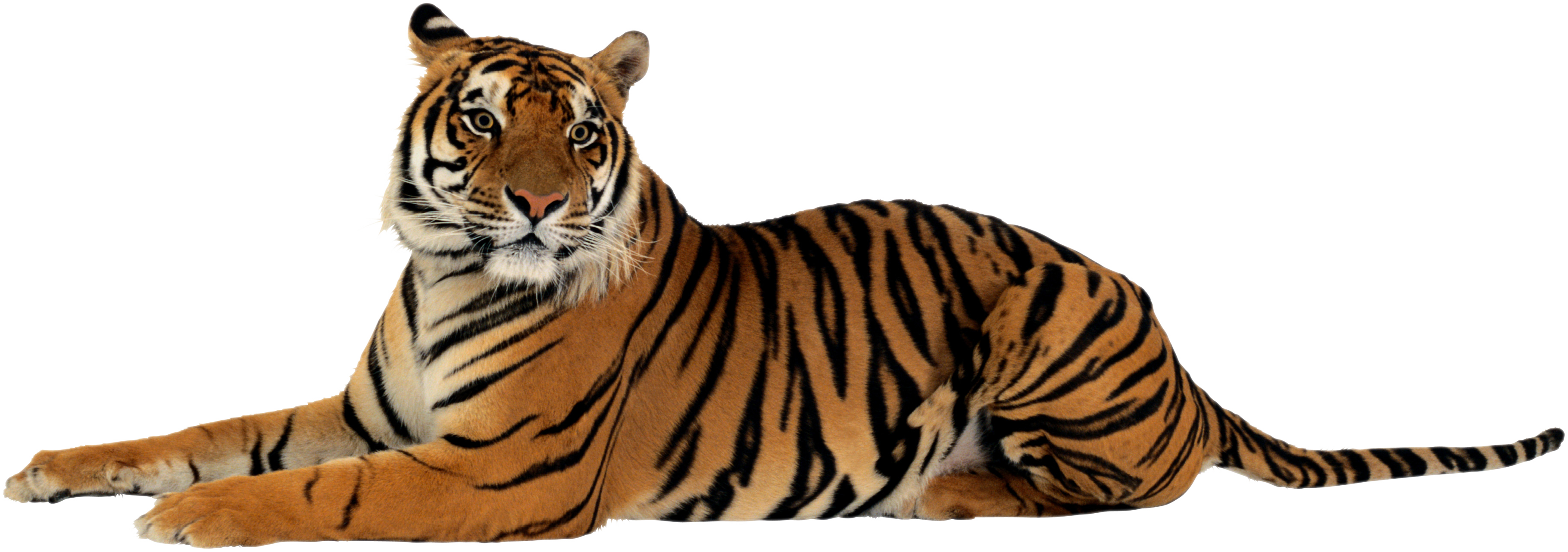 Tiger Png File PNG Image