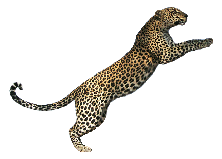 tiger vs lion vs jaguar vs cheetah