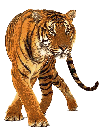 Tiger Logo Hd Png, Transparent Png - vhv