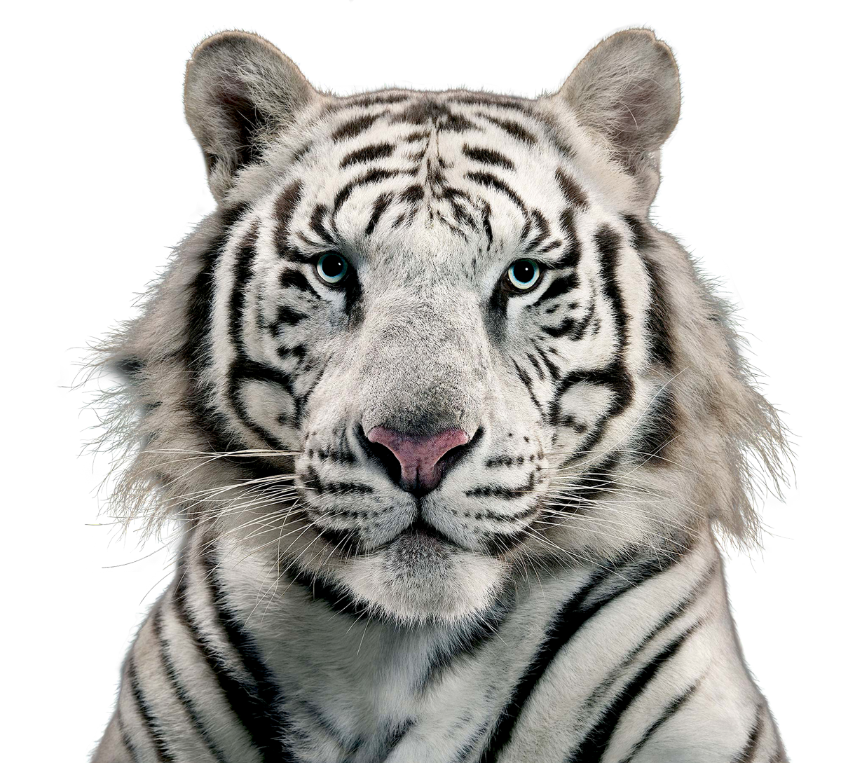 Snout Wildlife Siberian Cat Tiger White PNG Image