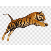 aze tigre, stefstamp , tigre , tiger , tigri , animaux , animal , animais ,  tiere , animals - png grátis - PicMix