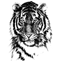 Download Tiger Tattoos Free PNG photo images and clipart | FreePNGImg