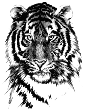 Tiger Tattoos Png Image PNG Image