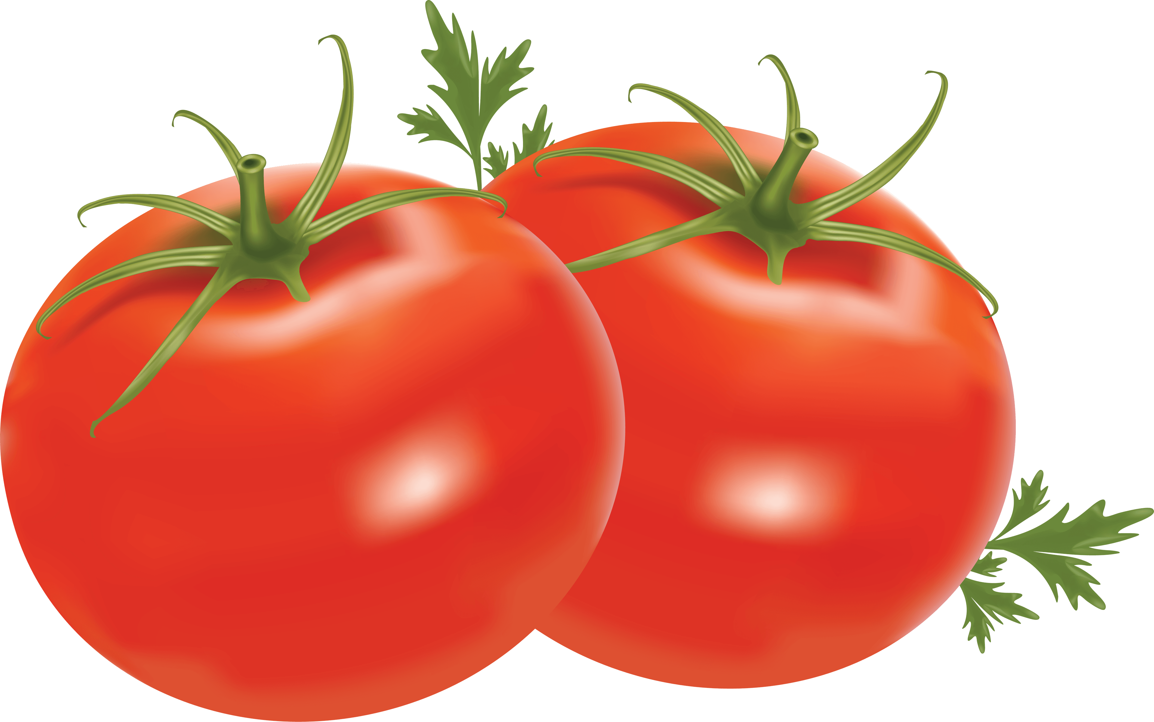 tomato free download