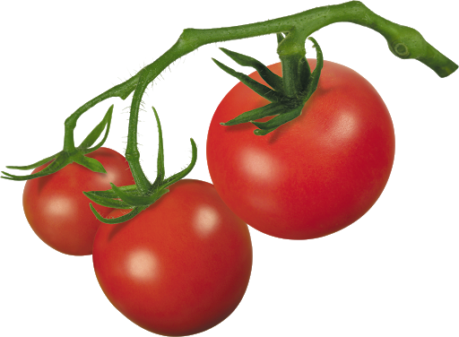 Fresh Tomatoes Bunch Free Clipart HQ PNG Image
