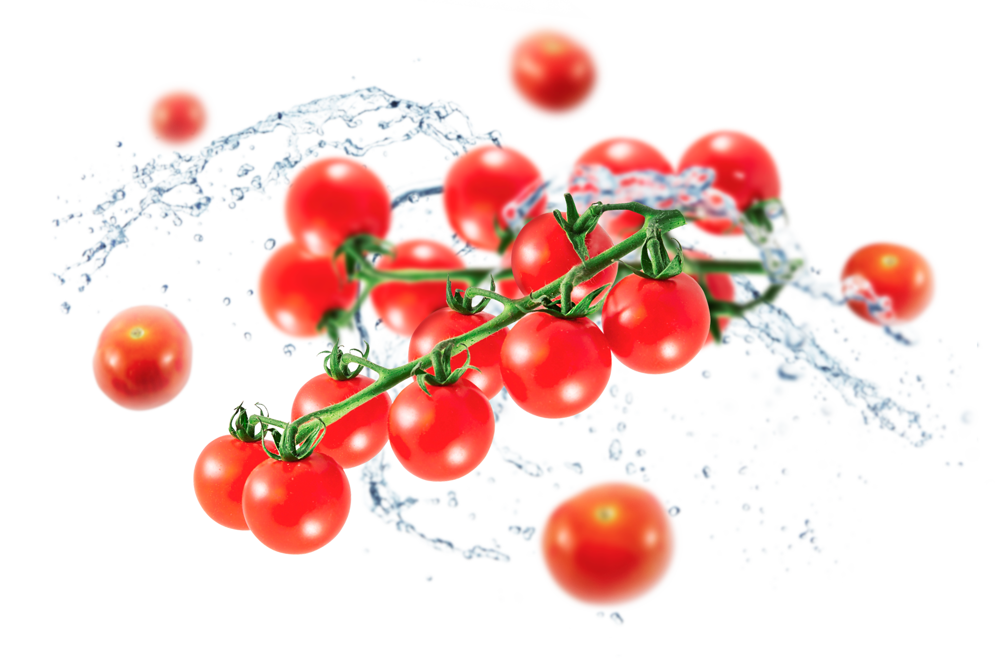 Fresh Photos Juicy Tomatoes Bunch PNG Image