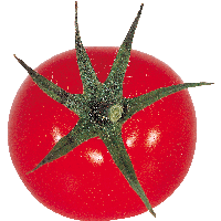 Tomato Png Image PNG