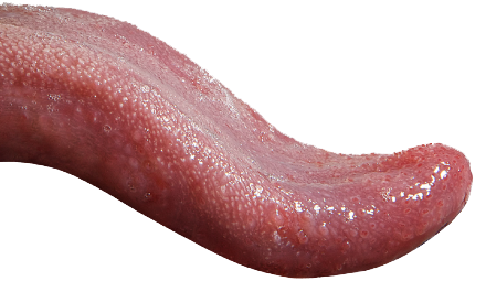 Tongue Picture PNG Image