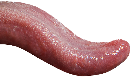 Tongue Picture Transparent PNG Image