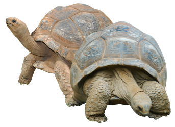 Tortoise Png Picture PNG Image