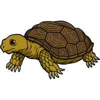 Tortoise Free Download Png Transparent HQ PNG Download | FreePNGImg